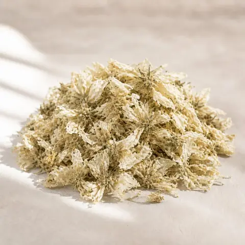 گل ختمی سفید